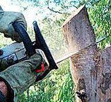 How Our Tree Care Process Works  in  Dundalk, MD